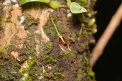 Bulbophyllum ngoyense