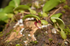 Bulbophyllum ngoyense