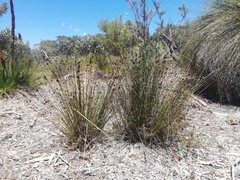 Mesomelaena pseudostygia