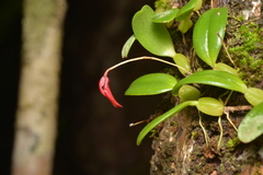 Bulbophyllum ngoyense