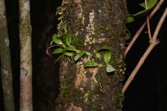 Bulbophyllum ngoyense