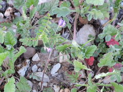 Astragalus leptocarpus