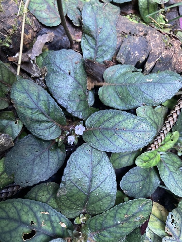 Strobilanthes reptans observed 2022-01-27