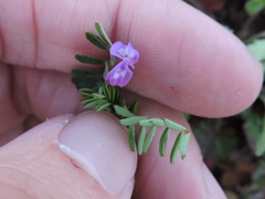 Astragalus leptocarpus