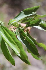 Damburneya salicifolia