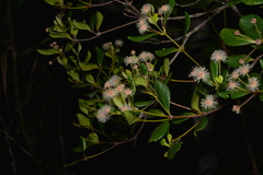 Codia nitida