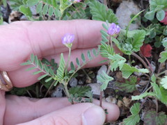 Astragalus leptocarpus