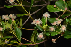 Codia nitida