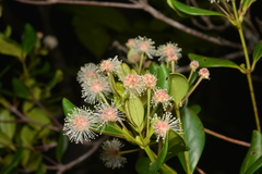 Codia nitida