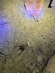 Phalangopsis