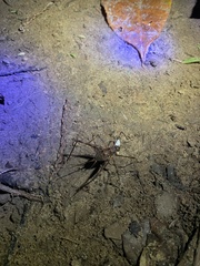 Phalangopsis