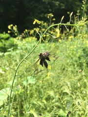 Libelloides coccajus