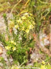 Calytrix flavescens