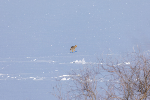 Coyote photographed in Idaho