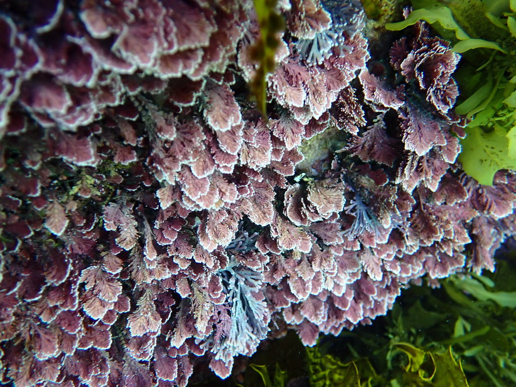 Photo of Coralline (Corallina officinalis)