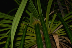 Pandanus bernardii
