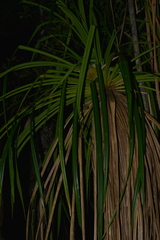Pandanus bernardii