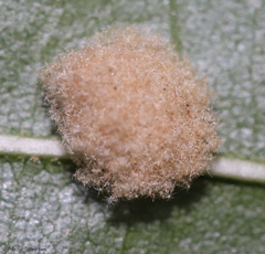 Ceraeochrysa lineaticornis