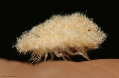 Ceraeochrysa lineaticornis