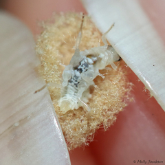 Ceraeochrysa lineaticornis