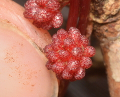 Sciaphila densiflora