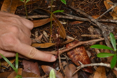 Sciaphila densiflora