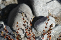 Epilobium microphyllum