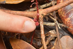 Sciaphila densiflora