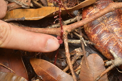 Sciaphila densiflora