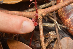 Sciaphila densiflora