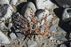 Epilobium microphyllum