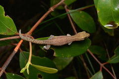Bavayia septuiclavis