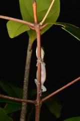 Bavayia septuiclavis