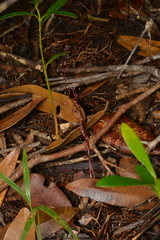 Sciaphila densiflora