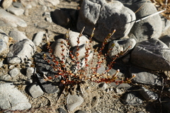 Epilobium microphyllum
