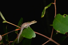 Bavayia septuiclavis