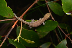 Bavayia septuiclavis