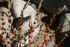 Epilobium microphyllum