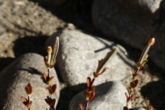 Epilobium microphyllum