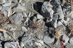 Epilobium microphyllum