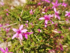 Calytrix fraseri