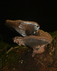 Ganoderma australe
