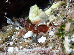 Enneapterygius atrogulare