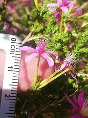 Calytrix fraseri