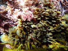 Lobophora variegata