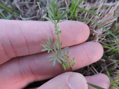 Ammoselinum butleri