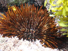Heliocidaris