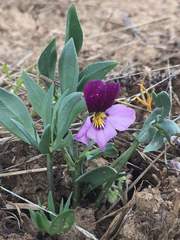Viola trinervata