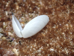 Limatula strangei