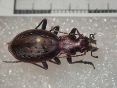 Carabus irregularis irregularis